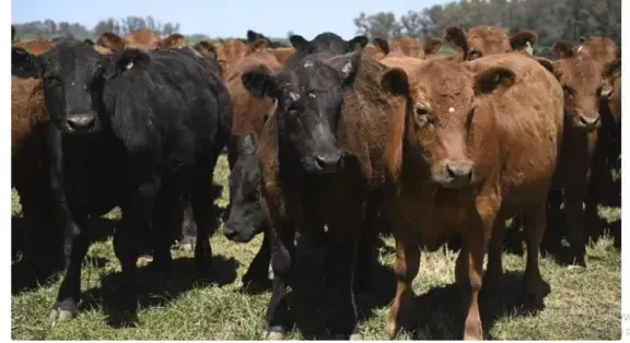 Vacunación antiaftosa: Cómo elegir a los veterinarios acreditados
