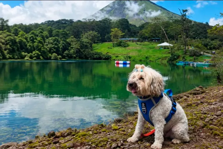 Viajar al exterior con mascotas: cómo tramitar el certificado del SENASA y cuáles son los plazos