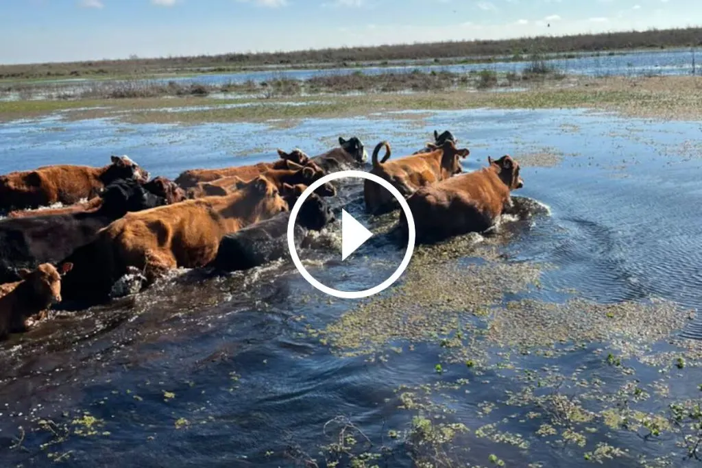 Victoria acelera la salida de 30.000 vacas por la crecida del Paraná