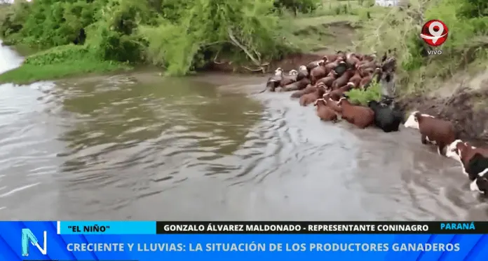 Ya se trasladaron casi 300 mil animales de las zonas de islas entrerrianas