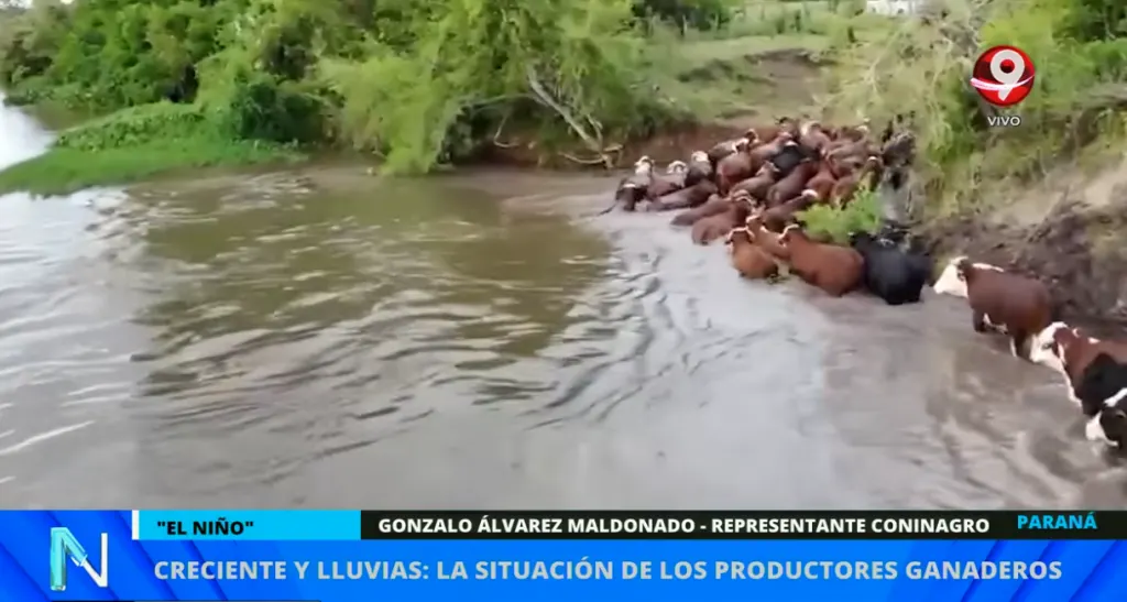 Ya se trasladaron casi 300 mil animales de las zonas de islas entrerrianas