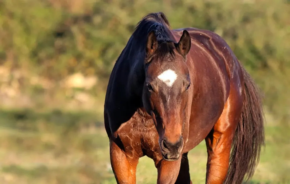 Zoonosis intervino ante la presencia de un caballo con tétanos en el Parque de la Ciudad